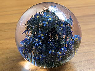 Paperweight (Forget Me Not)