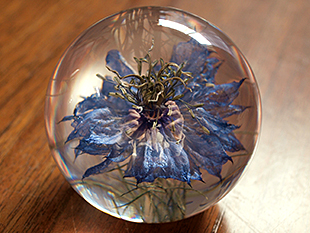 優しいブルーのお花、ニゲラ(クロタネソウ)のペーパーウェイトです。